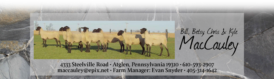 MacCauley Suffolks