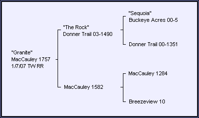 MacCauley Suffolks