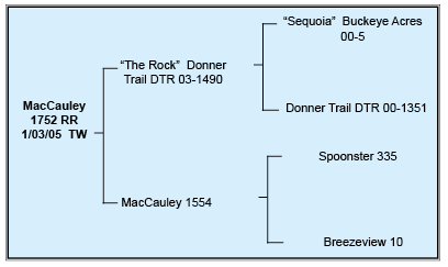 MacCauley Suffolks